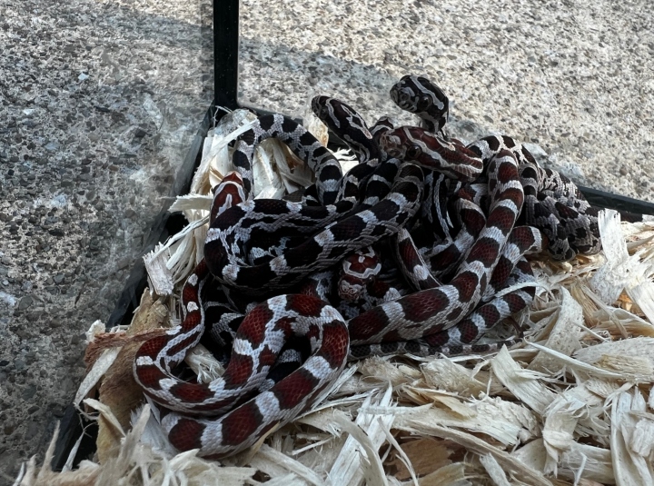 Miami Corn Snakes